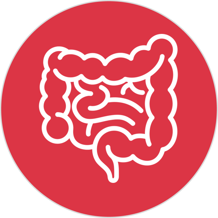 Intestine